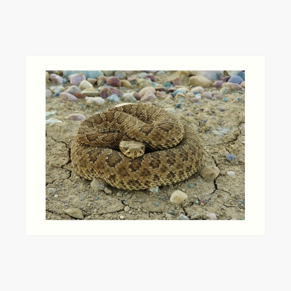 Coiled Art Print