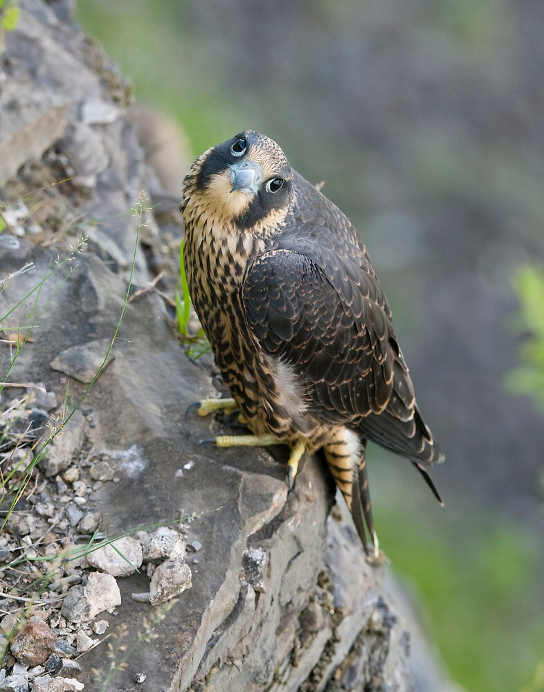 "Peregrine Falcon Niagara Falls Ontario, Canada" by Raymond J Barlow