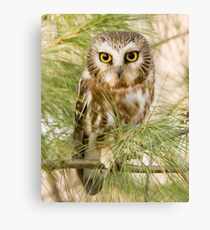 Saw-whet Owl - Ontario, Canada Canvas Print