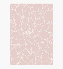 Blush Pink Succulent Photographic Print