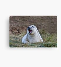 Feed Me! Canvas Print