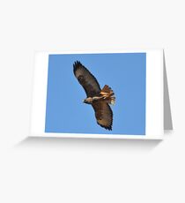 Red Tailed Hawk Greeting Card