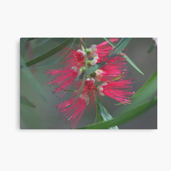 Callistemon viminalis Canvas Print