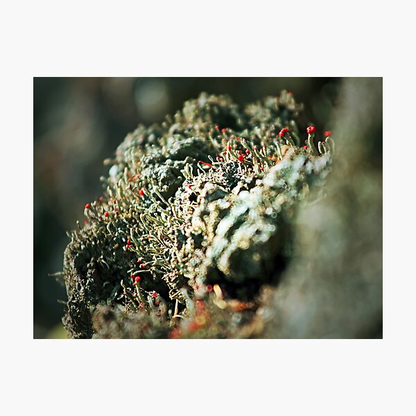 Lichen Bokeh Photographic Print