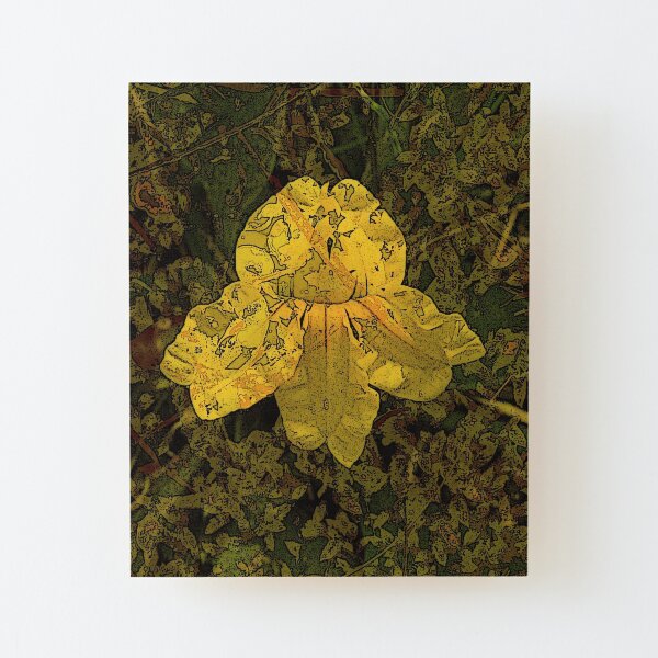 Goodenia Flower on Moss Wood Mounted Print
