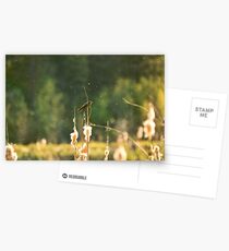Flit Postcards