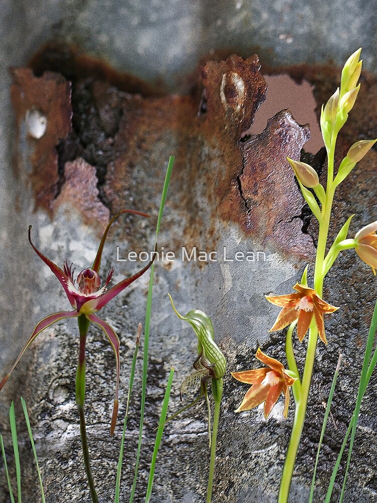 Rusty Spider & Orchids with Rusty Tin, native orchids of Australia. by yallmia