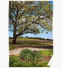 Vineyard Poster