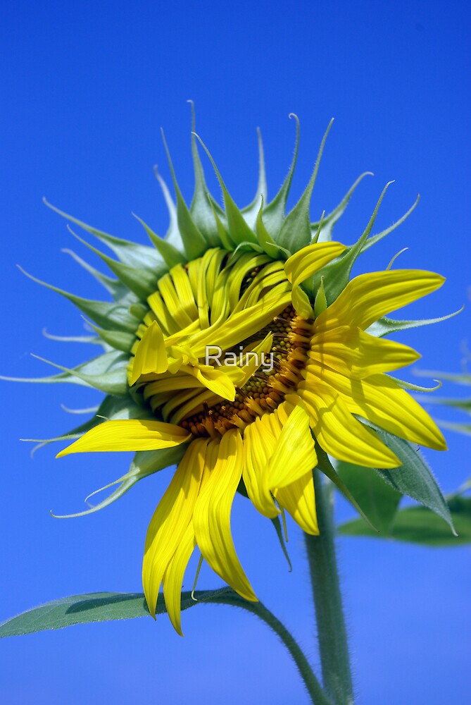 "Smiling Flower" by Rainy | Redbubble