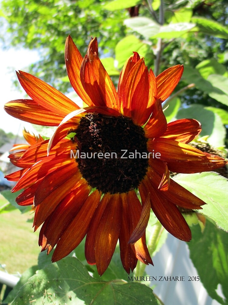 "Sunflowers Grow in Mo's Garden " by Maureen Zaharie Redbubble