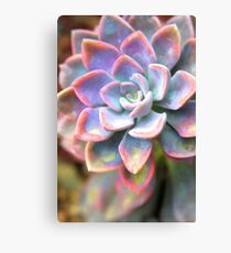 Succulent Plant Canvas Print