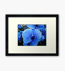 Feeling Blue... Framed Print