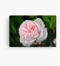 Rose Canvas Print