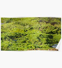 Green Poster