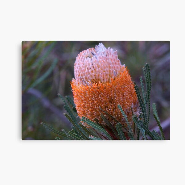 Banksia hookeriana Canvas Print