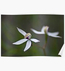 Hooded Caladenia Poster