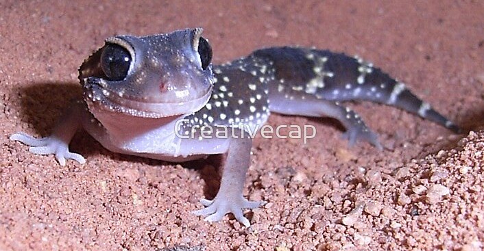 Image result for barking gecko pic
