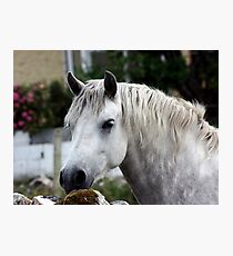 Grey Connemara Pony looking over a stone wall Photographic Print