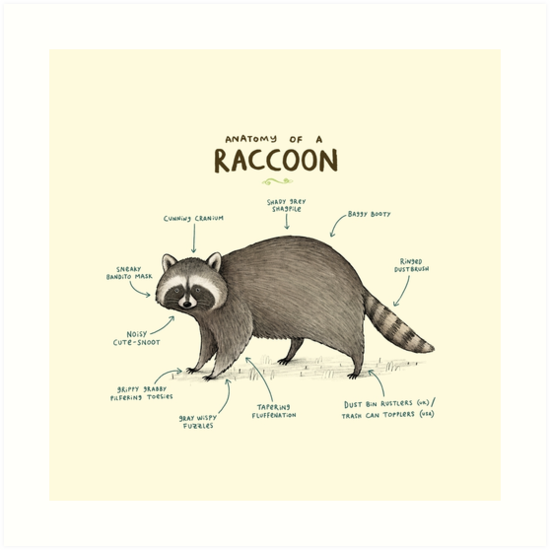 "Anatomy of a Raccoon" Art Print by SophieCorrigan | Redbubble