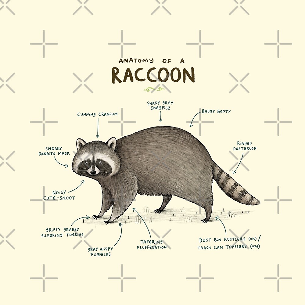 Raccoon Anatomy Diagram