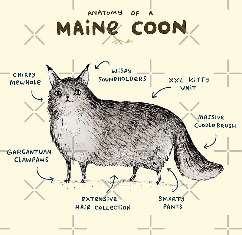 Maine Coon Cat Size Chart