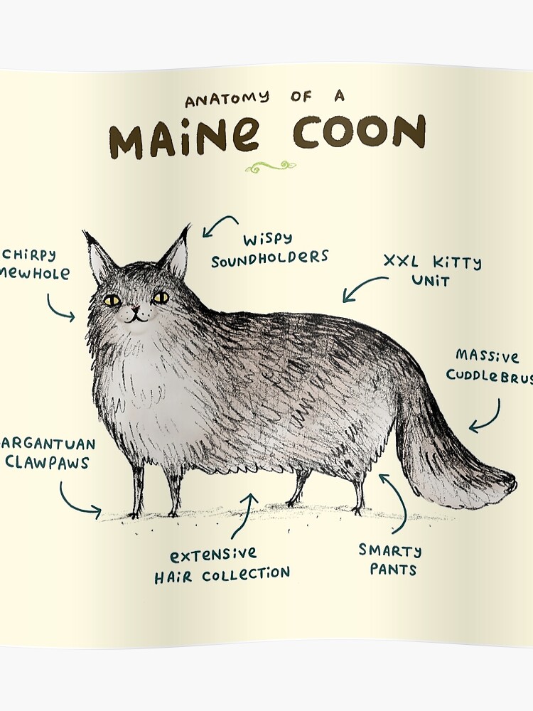 Maine Coon Kitten Size Chart