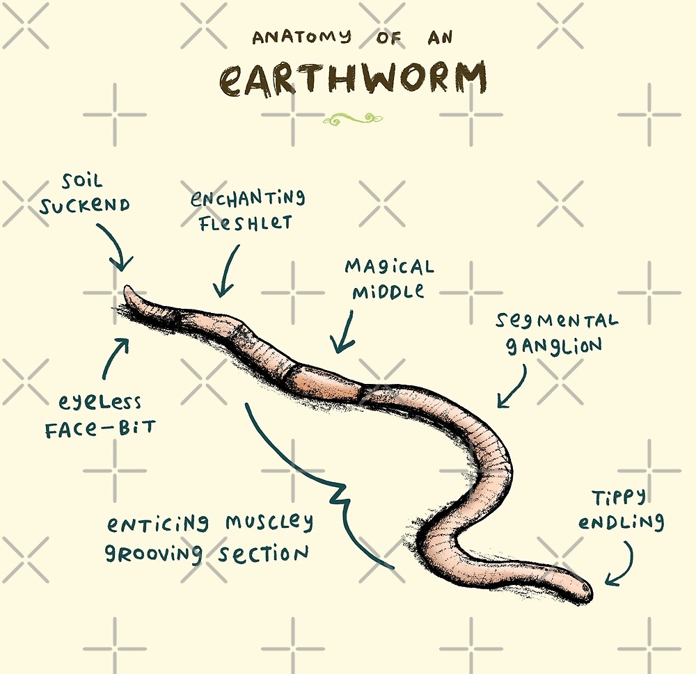 "Anatomy of an Earthworm" by Sophie Corrigan Redbubble