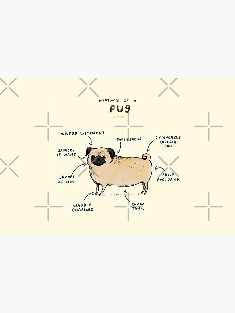 Anatomy of a Pug by SophieCorrigan