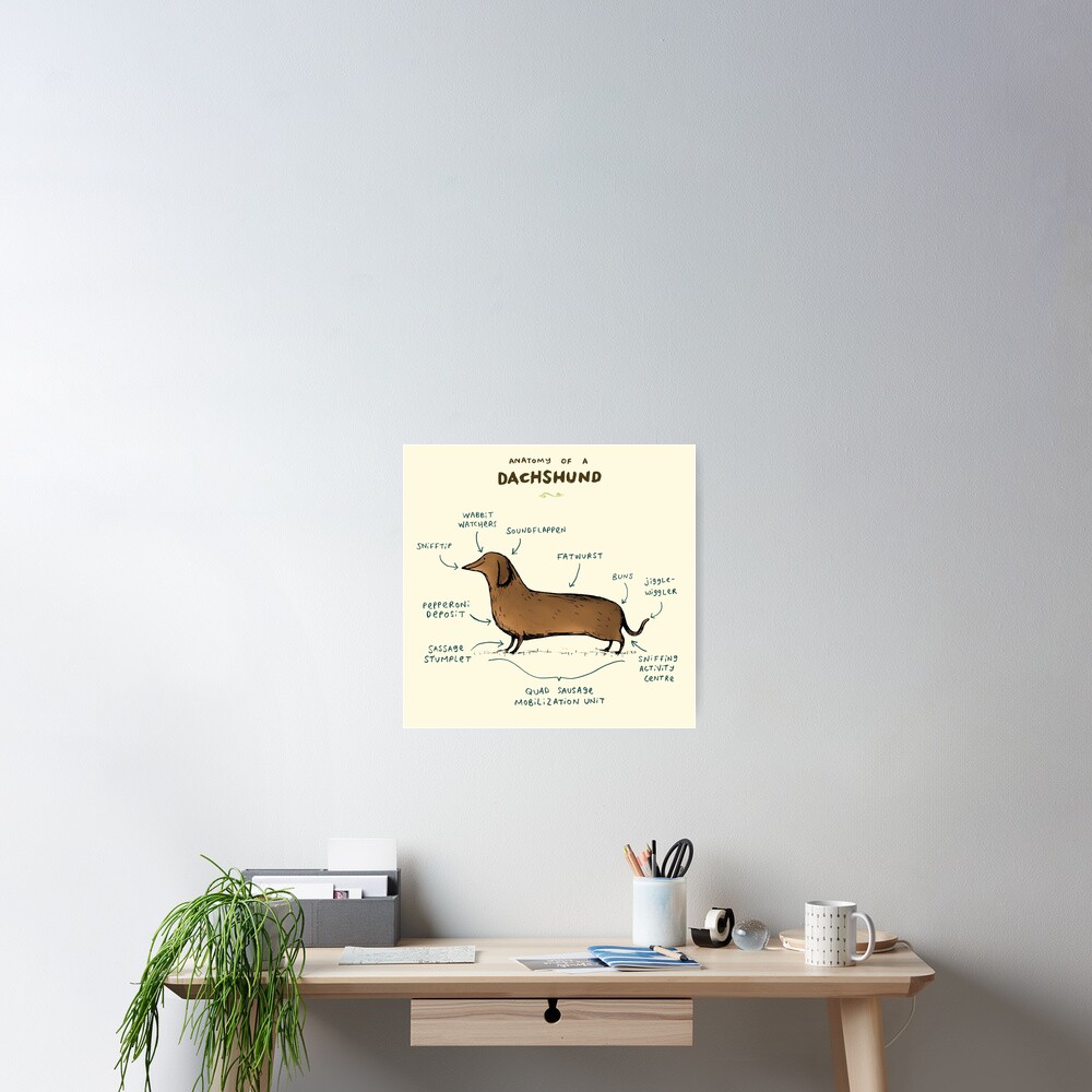 Anatomy of a Dachshund Poster
