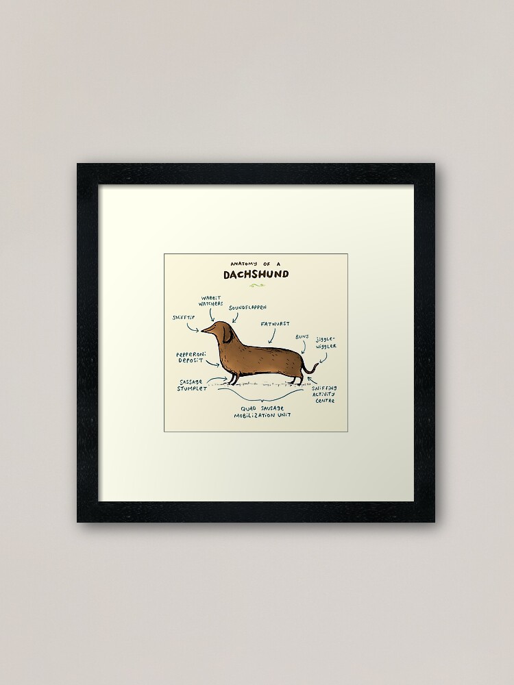 Alternate view of Anatomy of a Dachshund Framed Art Print