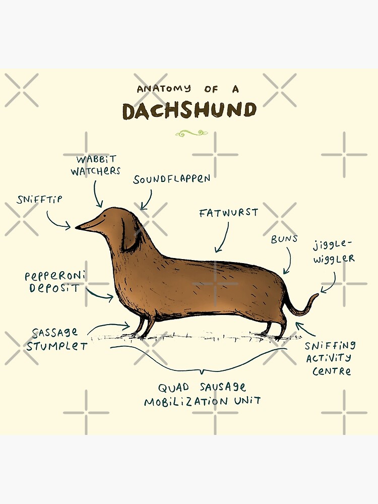 Anatomy of a Dachshund by SophieCorrigan