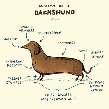 Artwork thumbnail, Anatomy of a Dachshund by SophieCorrigan