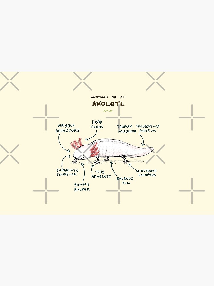 Anatomy of an Axolotl by SophieCorrigan