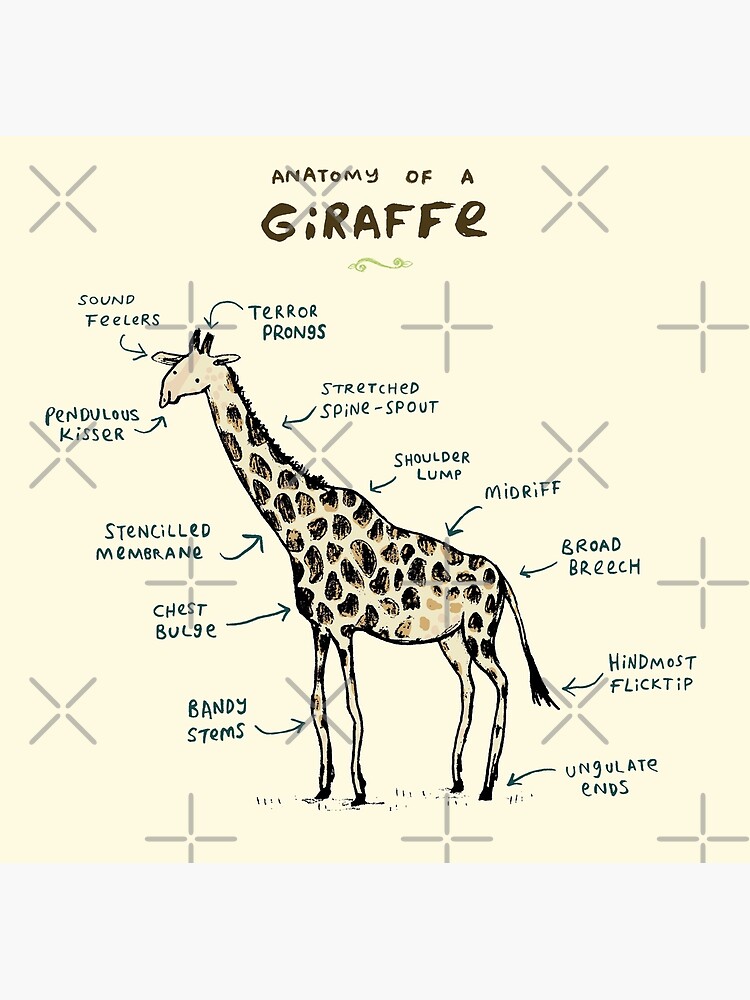 Anatomy of a giraffe essay picture