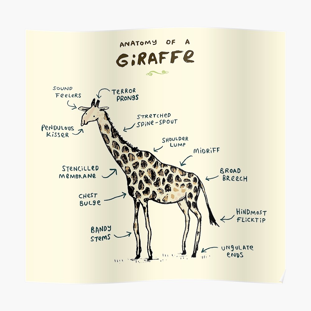"Anatomy of a Giraffe" Poster by SophieCorrigan Redbubble
