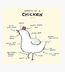 Anatomy of a Chicken Photographic Print