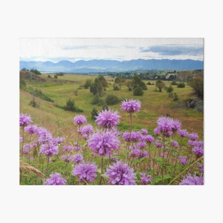 Mission Mountains and Horsemint Art Board Print
