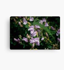 Sand Penstemon Leinwanddruck