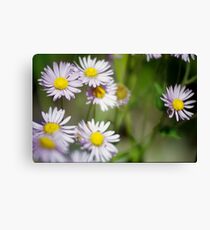 Showy Daisy Canvas Print