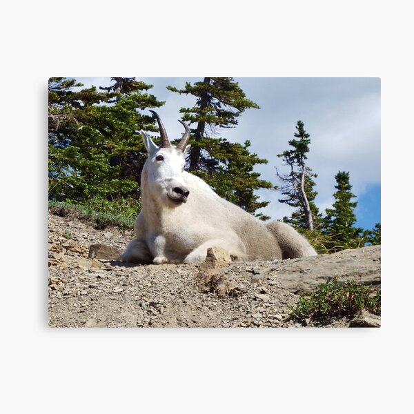 King of the Mountain Canvas Print