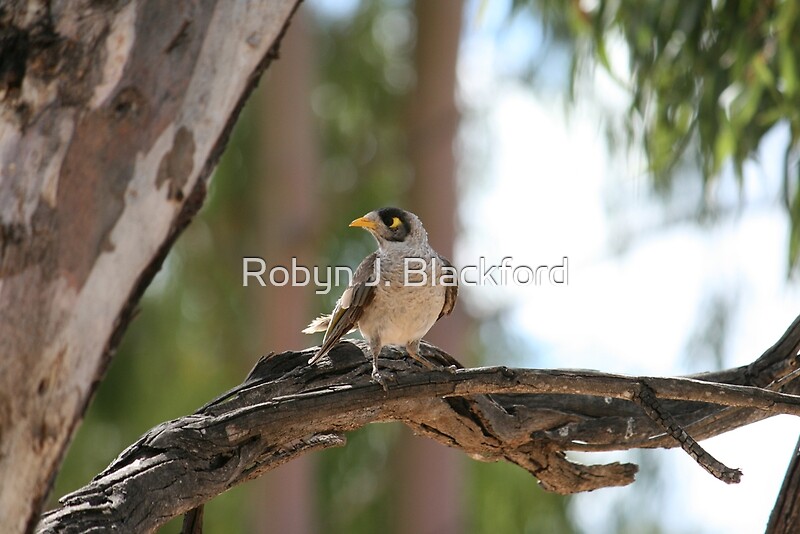 "Australian Minor Bird" by aussiebushstick Redbubble