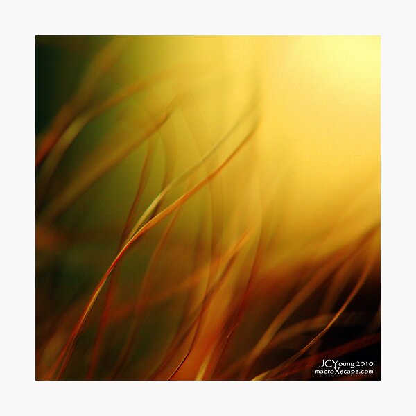 Sun Worshippers Photographic Print