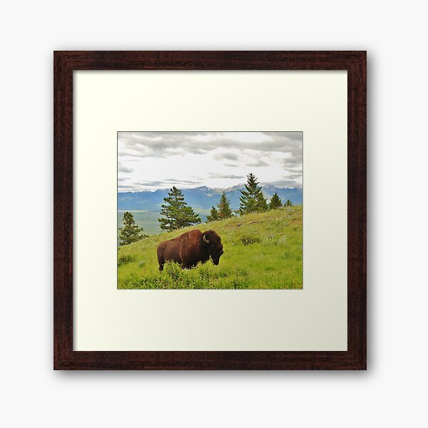 Spring Bison Framed Art Print