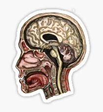 Sagittal head section Sticker