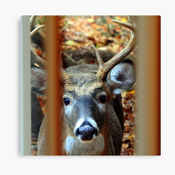 Knock at Window Canvas Print