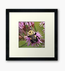Busy as a bee Framed Print