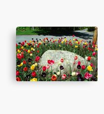 Tulip Ring Around the Rock Canvas Print