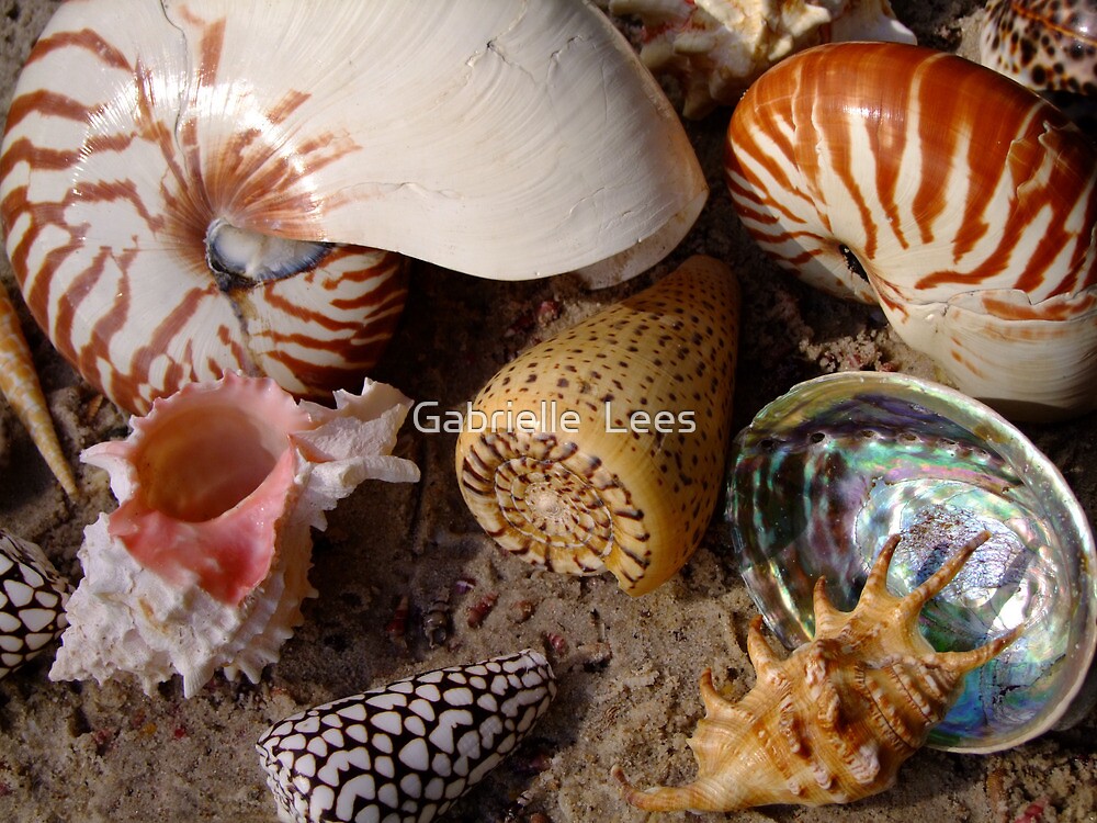 sells sea shells