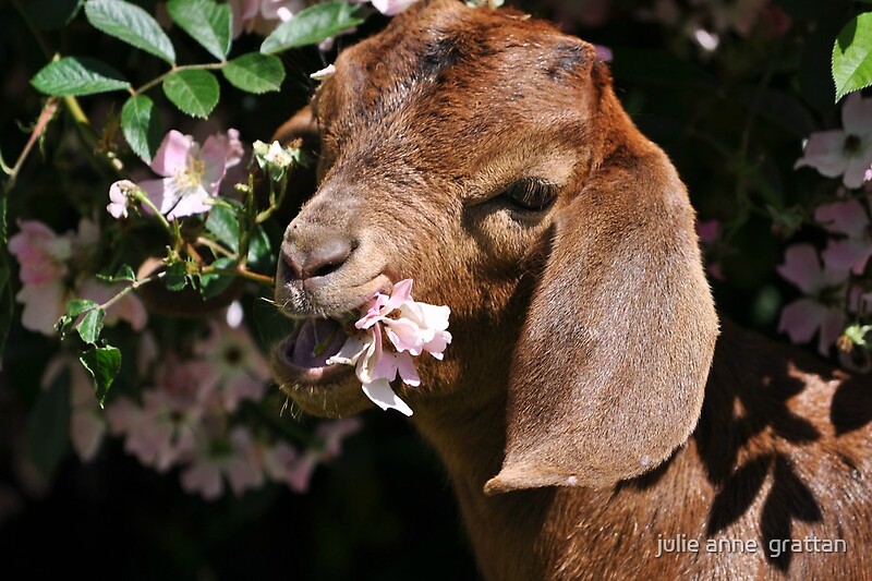 "Wow these roses taste better than goats milk!!!!" by julie anne