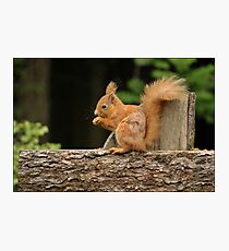 Red Squirrel Photographic Print